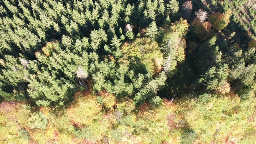 Autumn forest aerial drone view