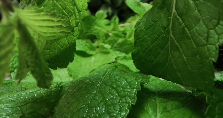 Super macro of a plant of mint bathed by drops of water. Concept: healthcare, nature, plants, beauty Royalty-Free Stock Footage #1019376493