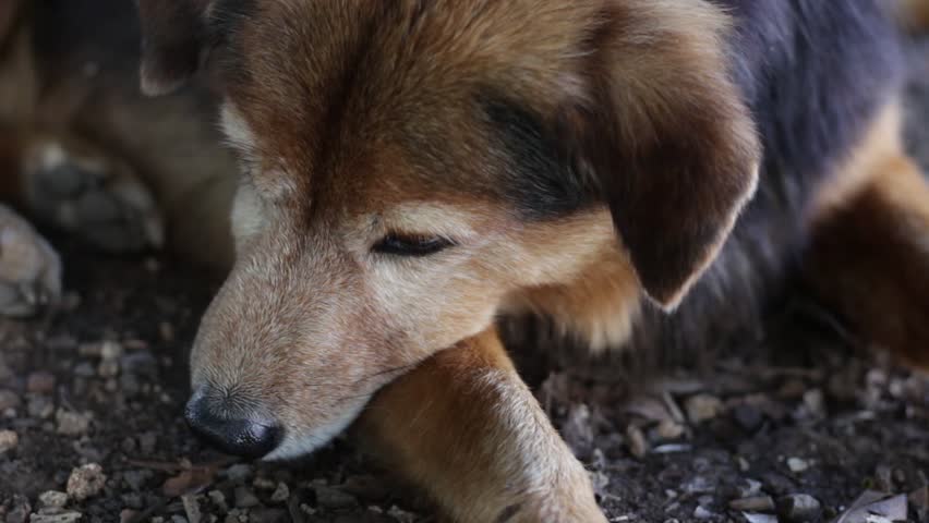 Dog lying on the floor