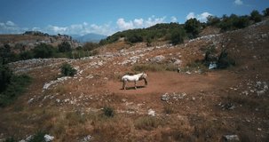 Wild Horses graze in the mountains of Abruzzo, Italy. Aerial drone footage video