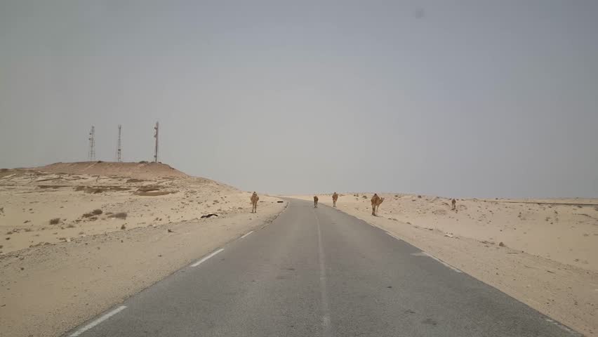 Camels on the road around Nouadhibou in Mauritania, Africa