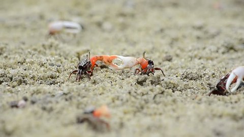 Footage of a tiny cute Fiddler Crabs at the beach waving it's hand
