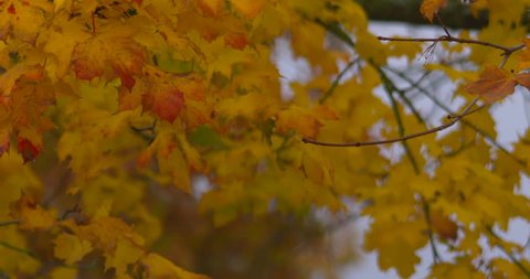 Beautiful autumn fall golden yellow sycamore leaves blowing in wind slow motion
