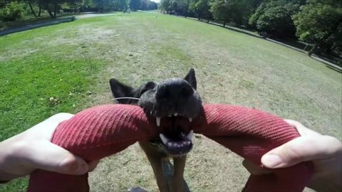 Dog training: German shepherd dog barking and jumping biting. Defense dog