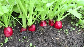 Red radishes growing in the garden