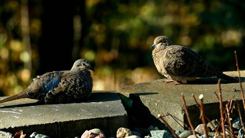Romantic pair of American mourning doves zenaida macroura or rain dove resting in sunlight on windy day
