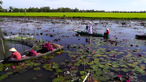 Chau Doc, An Giang, Vietnam - October 2018: Women working on agriculture field, Vietnamese girls wear ao dai/ao ba ba harvest on lotus pond at An Giang, Viet Nam, Mekong Delta have many lotus flower.