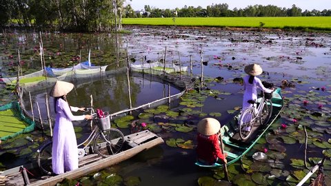 Chau Doc, An Giang, Vietnam - October 2018: Women working on agriculture field, Vietnamese girls wear ao dai/ao ba ba harvest on lotus pond at An Giang, Viet Nam, Mekong Delta have many lotus flower.