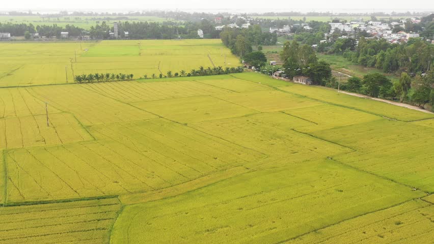Chau Doc/An Giang/Vietnam-October 2018: Top view rice field in Chau Doc, An Giang in the flood season rise from beautiful view. This is the largest granary Mekong Delta and the pride of Vietnam.