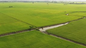 Chau Doc/An Giang/Vietnam-October 2018: Top view rice field in Chau Doc, An Giang in the flood season rise from beautiful view. This is the largest granary Mekong Delta and the pride of Vietnam.