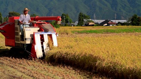 
NAGANO PREFECTURE, JAPAN - SEPTEMBER, 2014: A farmer harvesting rice on a field using tractor.