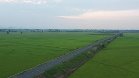 Green rice fields in rural Vietnam in the flood season rise from beautiful view. This is the largest granary Mekong Delta and the pride of Vietnam's agriculture. Taken by flycam on October 2018.