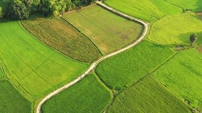 Green rice fields in rural Vietnam in the flood season rise from beautiful view. This is the largest granary Mekong Delta and the pride of Vietnam's agriculture. Taken by flycam on October 2018.