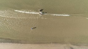 Aerial top view of the dog and people swimming on the sea on sand beach in summer.
