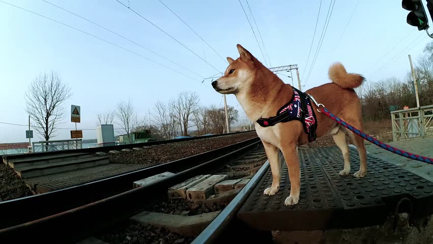 the dog is on the platform waiting for the train. the dog is standing on the platform.the red dog is looking at the train