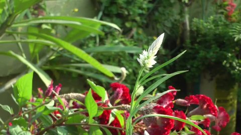 Silver Cockscomb Celosia Argentea Flower Stock Footage Video 100 Royalty Free 1019422015 Shutterstock