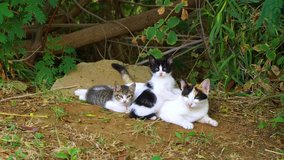 Portrait of happy family of three street cats relaxing outdoor. Real time 4k video footage.