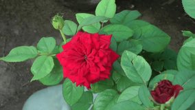 Red Rose Video Clip with Green Leaves, Buds and Black Background