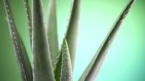 Aloe Vera closeup. Aloevera plant rotated, natural organic renewal cosmetics, alternative medicine. Skin care concept. Rotation On green background. 4K UHD video