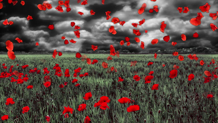 Falling red poppies in front of turning black and white field with red poppies and bellowing grey clouds