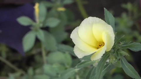 Yellow mixed White Color Wild Flower Blooming With Green Leaves: Time Lapse Video