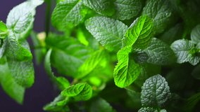 Mint. Fresh mint leaf background closeup. Growing organic mint close up. Rotation 360. 4K UHD video footage 3840X2160