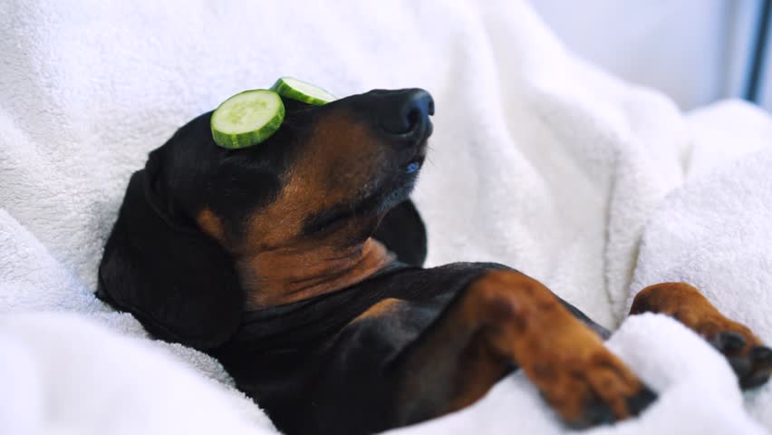 dog dachshund, black and tan, relaxed from spa procedures on face with cucumber, covered with a towel Royalty-Free Stock Footage #1019442721