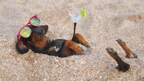 cute dog of dachshund, black and tan, wearing red sunglasses,with a cocktail, having relax and enjoying buried in the sand at the beach ocean on summer vacation holidays