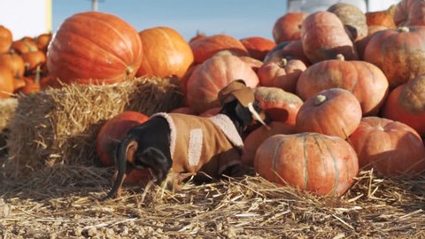 Dachshund dog, black and tan, dressed in a village hat and a sweatshirt, amid a pumpkin harvest at the fair in the autumn