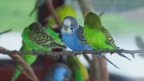 Budgerigar or Melopsittacus undulatus or budgie or parakeet. Coloful green and blue birds are sitting on branch and cleaning feathers.