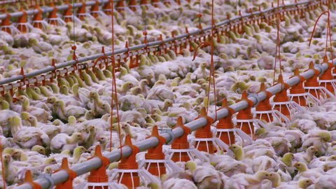 Growing Broiler Chickens / Chickens for fattening on a modern poultry farm