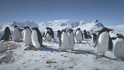 Colony Of Antarctica Penguins Close-up. Polar Snow Landscape. Group Of Adelie Penguins Standing On Snow Covered Land. Behavior Of Wild Birds. Mighty Mountains Background. Wildlife. 4k Footage.