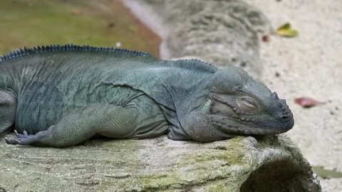 Rhinoceros iguana sleeping on wooden log. Gorgeous reptile lying relaxed on trunk of fallen tree. Large lizard doses during day. Beautiful exotic animal slumbers. Threatened species of Caribbeans.
