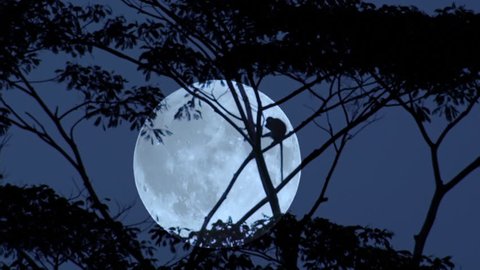 Silhouette of monkey climbing on tree trunks and branches slightly swaying in wind against giant full moon on background. Beautiful scene with night activity in tropical forest. Camera stays still.
