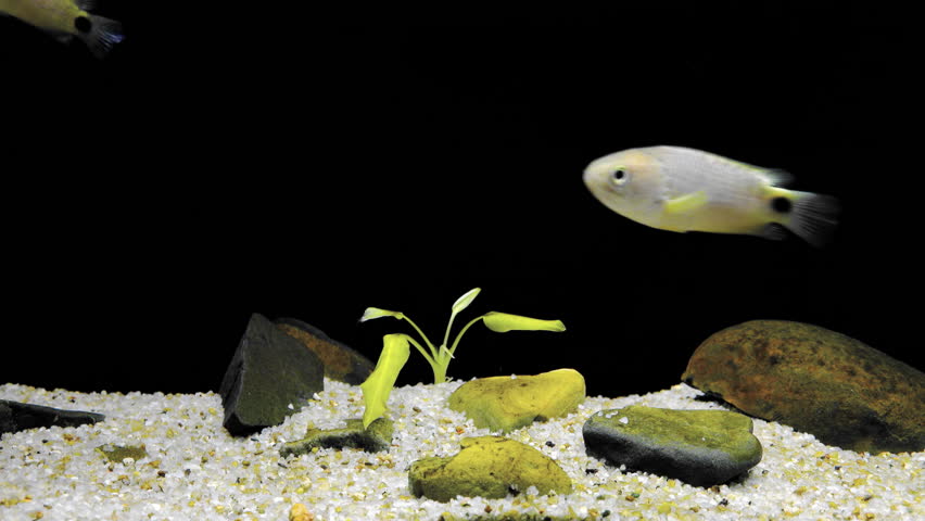 Cute Yellow Fish Quickly Swimming Stock Footage Video 100 Royalty Free 1019455114 Shutterstock