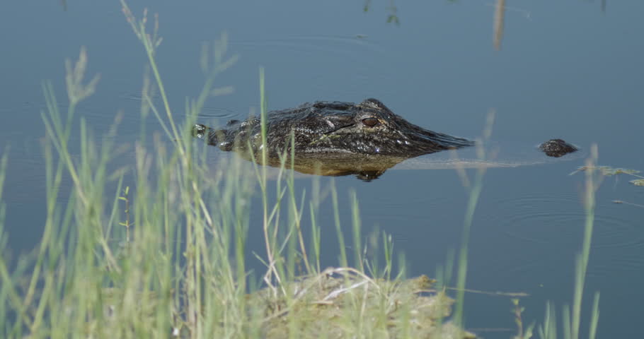 Close up of an alligator looking at the camera in a swamp in Florida.