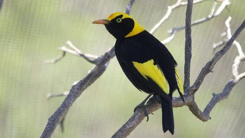 a regent bowerbird perched on a branch in a walk-in avairy at a bird park in australia