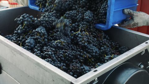 Pouring Ripe Grapes Into Grinder Crop Stock Footage Video (100% Royalty