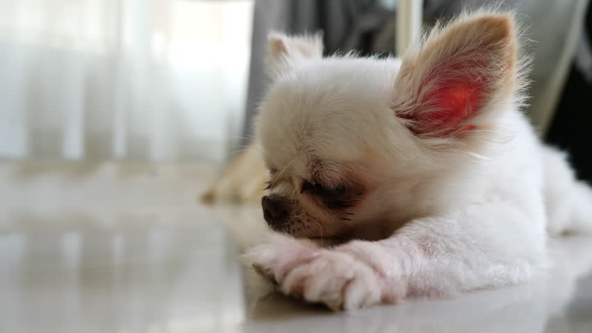 White Chihuahua Dog Cute Pet Stock Footage Video 100 White Chihuahua Dog Cute Pet Stock