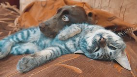 cat and a dog are sleeping together lifestyle funny video. cat and dog friendship indoors . pets friendship and love cat and dog