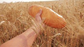 farmer holds bread first person view. man holds lifestyle a bread loaf in a wheat field. slow motion video. successful agriculturist in field of wheat. harvest time. bread baking vintage agriculture