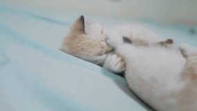 two little white kitty kittens play fighting lifestyle on the bed funny video. white cats two kitten playing sleeps bite each other. little cat cute beautiful kittens concept