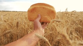 man holds a bread in a wheat field.slow motion video. successful agriculturist in lifestyle field of wheat. harvest time. bread baking vintage agriculture concept