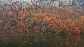 Autumn forest on the lake, slow motion
