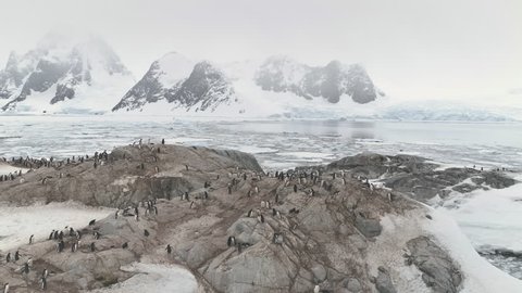Penguins Colony Standing On Antarctica Mountain. Aerial Flight Over Polar Surface. Snow Covered Mountains Surrounded By The Frozen Ice Ocean Water. Behavior Of Wild Animals. Winter Scene. 4k Footage.