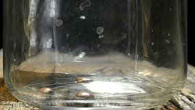 Falling coffee beans into glass jar, slow motion shot