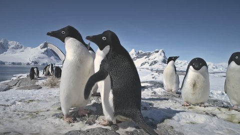 Penguins Love. Family Build Nest for Children. Couple Flapping Wings in Close-up. Antarctica Polar Winter Landscape. Behavior Of Wild Animals Adelie Penguins In Harsh Environment. Snow Covered