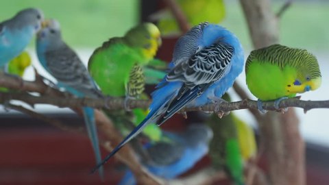 Budgerigar or Melopsittacus undulatus or budgie or parakeet. Coloful green and blue birds are sitting on branch and cleaning feathers.