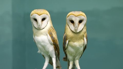 Couple of two beautiful barn owls.