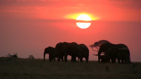 Elephants moving across the camera with the sunrise in the background
